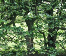 Fagus sylvatica