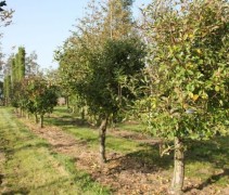 Malus domestica 'Elstar'  oude struikvorm