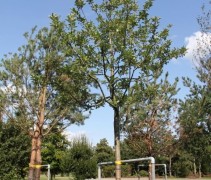 Malus domestica 'Red Elstar'  (hoogstam in airpot)