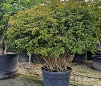 Rododendron Azalea 'Stewartstonian' - Azalea 'Stewartstonian' - 1