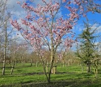 Prunus 'Accolade' - Japanse Sierkers - 3