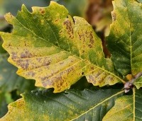 Quercus pontica - Pontische eik - 2