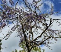 Wisteria sinensis 'Prolific' - Blauwe Regen - 2