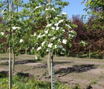 Cornus Eddies White Wonder met stambeschermer tegen wild (wordt niet meegeleverd)
