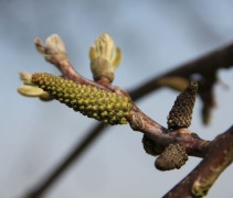Juglans Regia