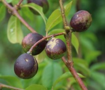 Prunus persica 'Madame Blanchet' nectarine in juni
