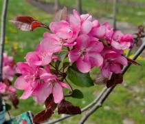 Sierappel 'Rudolph', 