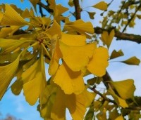 Ginkgo biloba 'Horizontalis' - Japanse notenboom 'Horizontalis' - 3