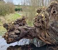 Salix alba - Schietwilg - 1
