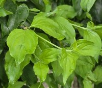 Cornus mas - Gele kornoelje - jong blad juni 2026
