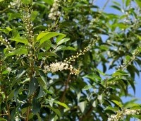 Prunus lusitanica 'Angustifolia' - Portugese laurier - 1