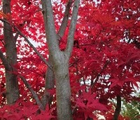 Acer palmatum 'Fireglow' - Japanse Esdoorn 'Fireglow' - 2