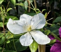 Clematis 'Guernsey Cream' - Bosrank 'Guernsey Cream' - 1