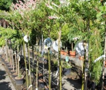 Salix integra 'Hakuro Nishiki'