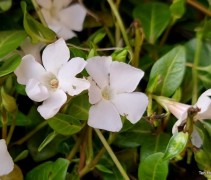 Vinca minor 'Alba'