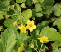 Waldstenia ternata beter bekend als de Gele Aardbei