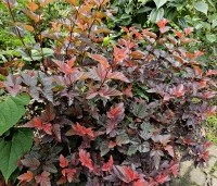 Physocarpus opulifolius - Blaasspiraea - 1