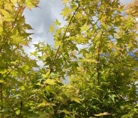 Acer palmatum ‘Bi-hoo’ - Acer palmatum ‘Bi-hoo’ - 2