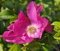 Rosa rugosa - Japanse Bottelroos - 4