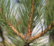 Pinus nigra nigra