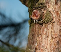 Pinus nigra nigra