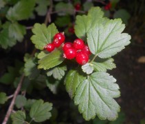 Ribes Alpinum