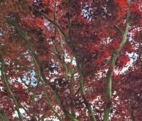 Acer palmatum 'Atropurpureum' - Japanse Esdoorn 'Atropurpureum' - 3
