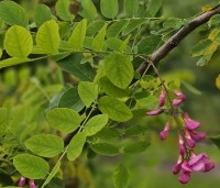 Robinia margaretta 'Casque Rouge' - Rode acacia - 3