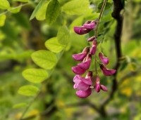 Robinia margaretta 'Casque Rouge' - Rode acacia - 2
