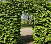 Carpinus betulus - Haagbeuk - 3