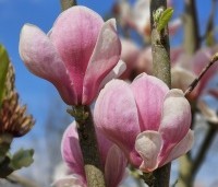 Magnolia soulangeana 'Lennei' - Beverboom - 2