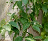 Celtis occidentalis - Westerse netelboom - 1