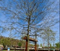 Celtis occidentalis - Westerse netelboom - 3