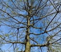 Celtis occidentalis - Westerse netelboom - 2