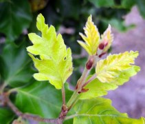 Fagus Rohan Gold