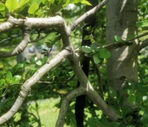 Nothofagus betuloides stam en tak detail