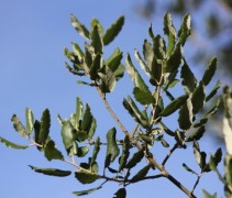 Quercus Suber