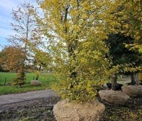Acer campestre - Veldesdoorn - 1