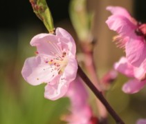 Prunus persica Saturne