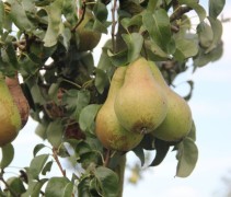 Pyrus communis 'Conference'