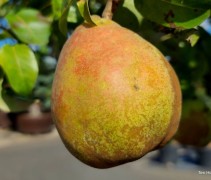 Pyrus Doyenne du Comice
