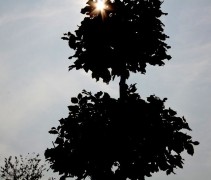 Silhouet Beuk, tuinbonsai