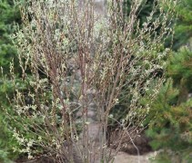 Amelanchier Glenform Rainbow Pillar