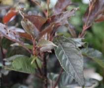 Prunus Royal Burgundy