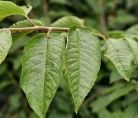 Prunus avium 'Hedelfinger' - Prunus avium 'Hedelfinger' - zomerblad
