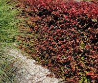 Fagus sylvatica 'Atropunicea' - Rode beuk - 1