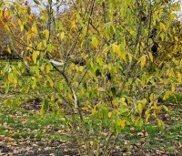 Chimonanthus praecox - Winterzoet of Meloenboompje - 1