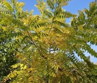 Juglans nigra - Zwarte Notenboom - 3