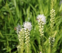 De witte Lampenpoetser als vaste plant voor uw tuin