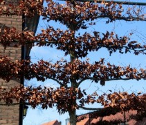 Fagus sylvatica
